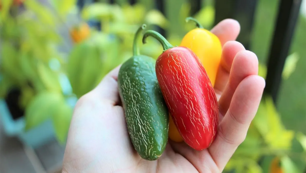 Jalapeño Nedir?